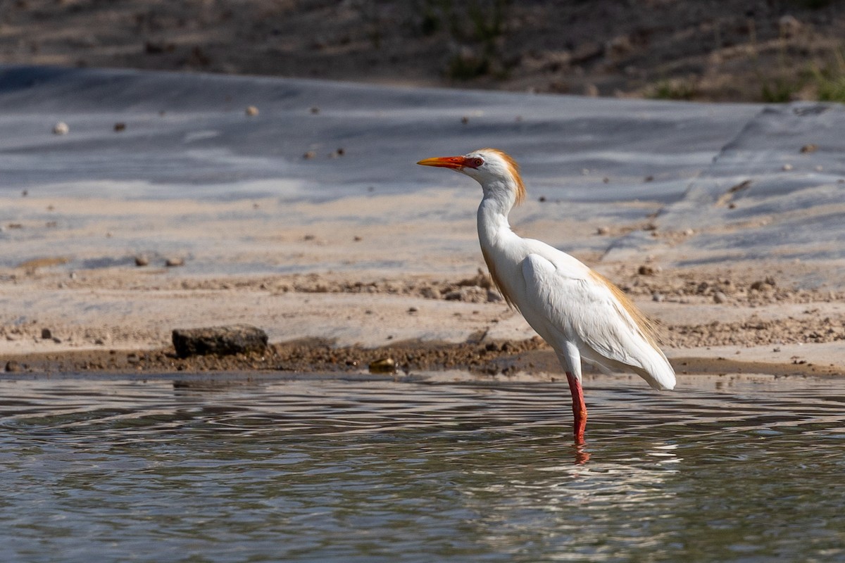 Western Cattle Egret - Nikos Mavris