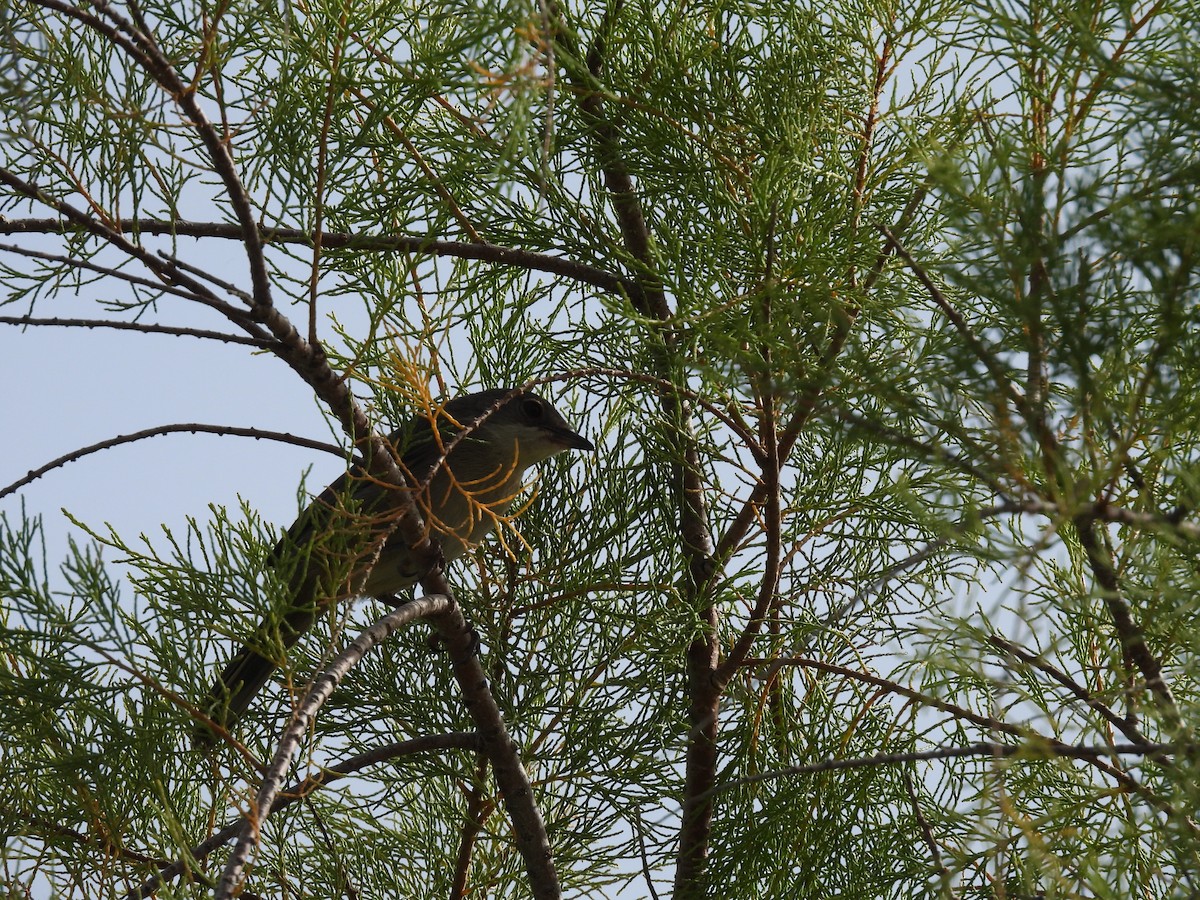 Eastern Orphean Warbler - ML619611247