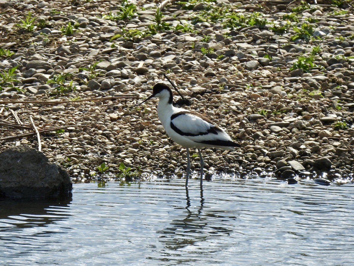 Pied Avocet - Stephen Bailey