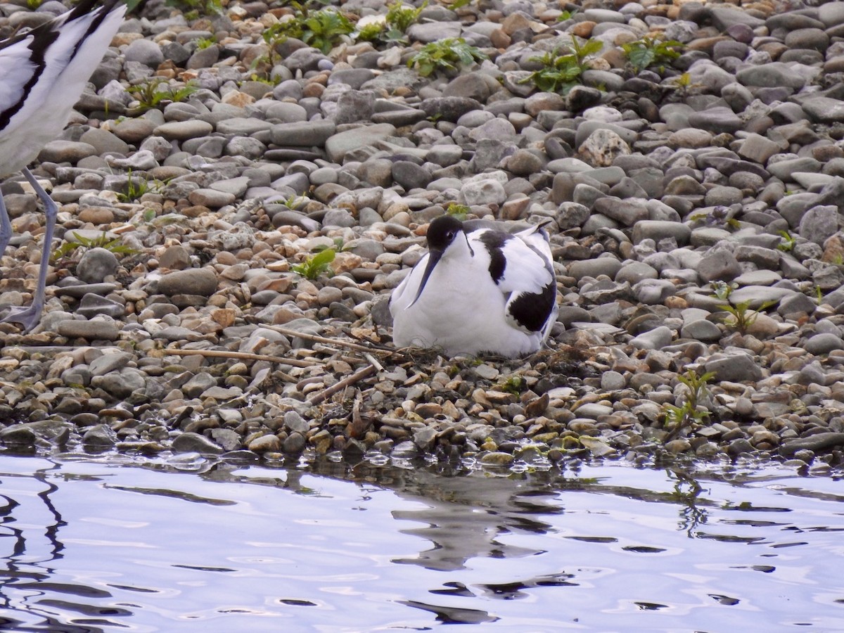 Pied Avocet - Stephen Bailey