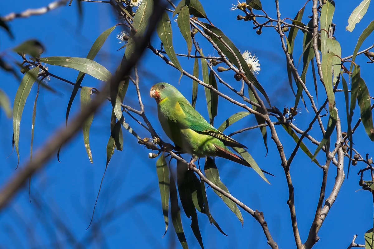 Swift Parrot - Stephanie Owen