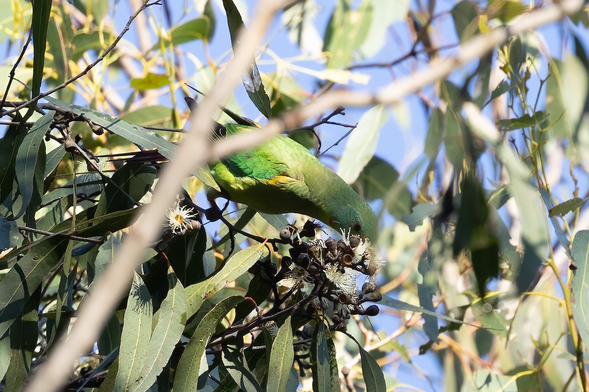 Swift Parrot - Stephanie Owen