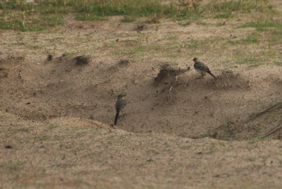 White Wagtail - Clay Wade II