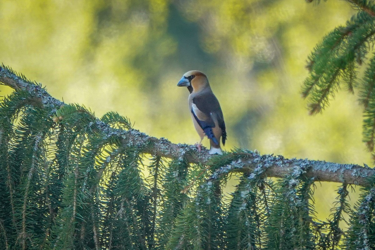 Hawfinch - ML619611262