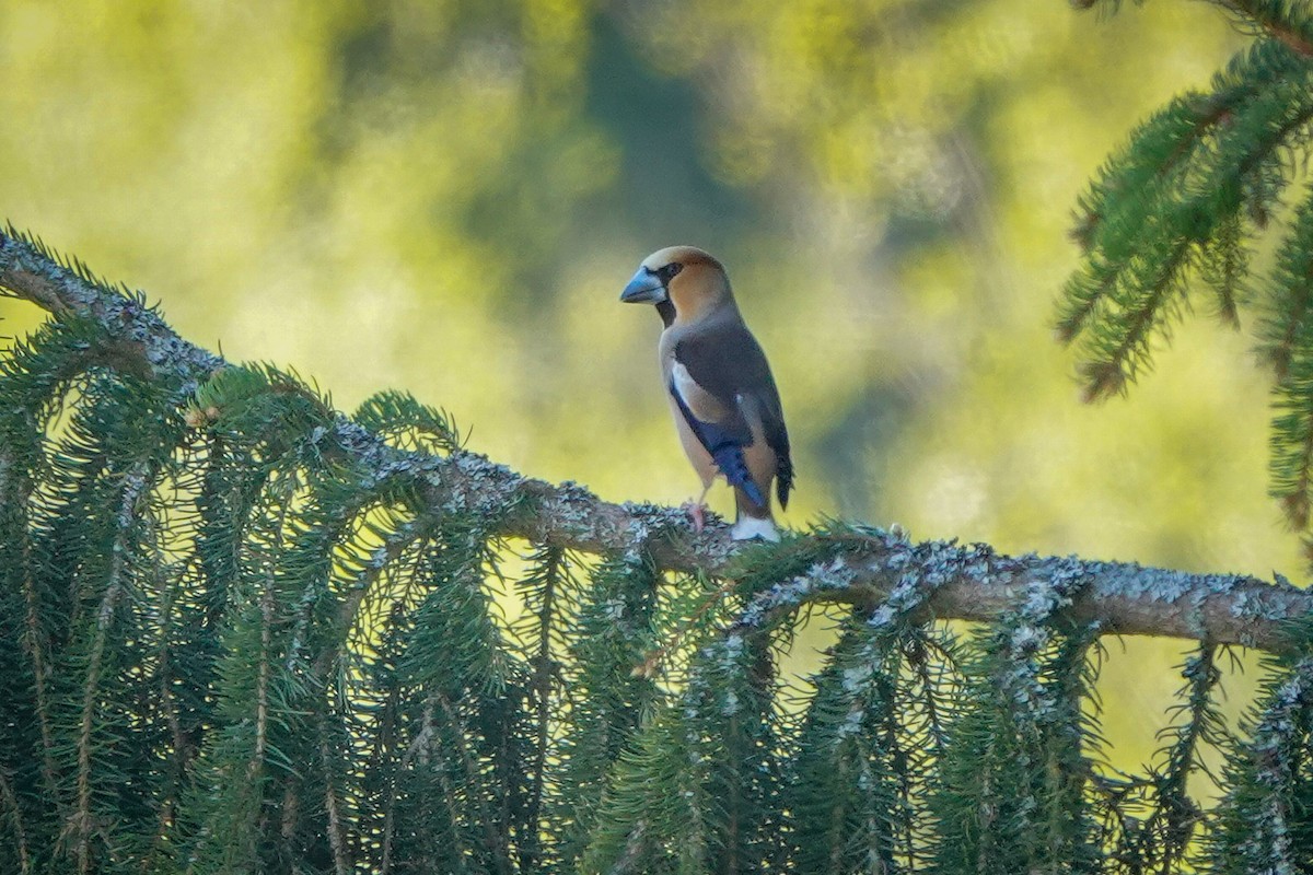 Hawfinch - Harri Taavetti