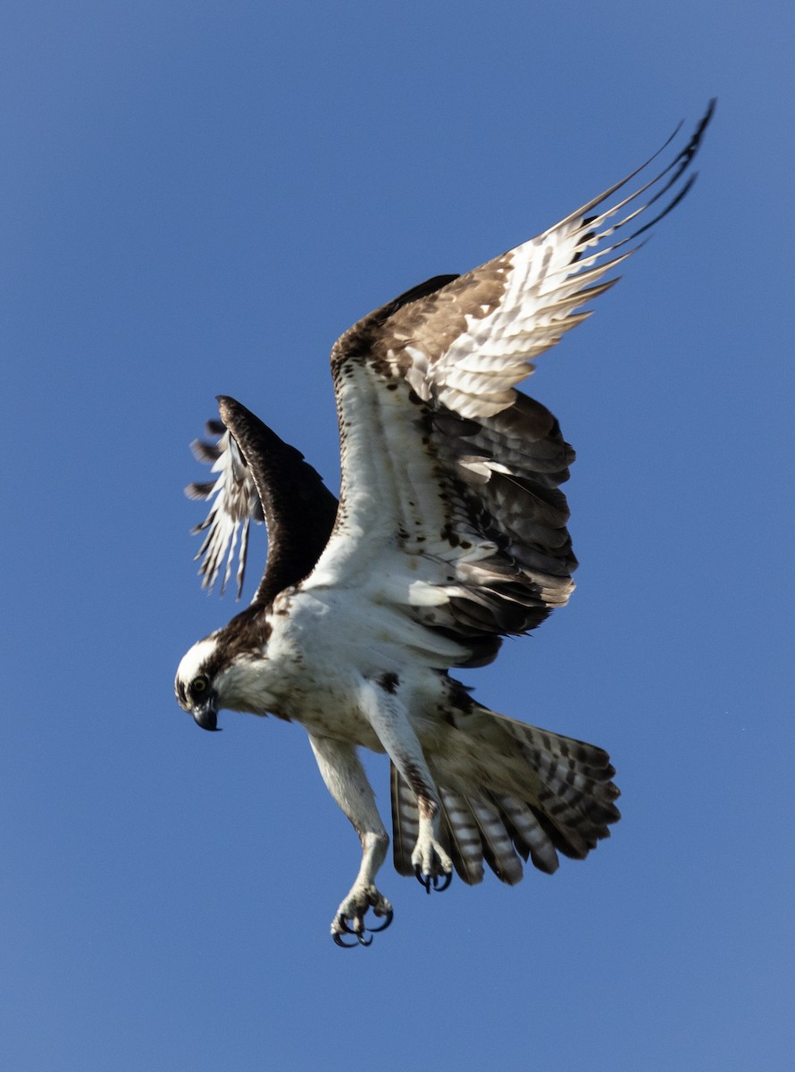 Osprey - Hervé Daubard