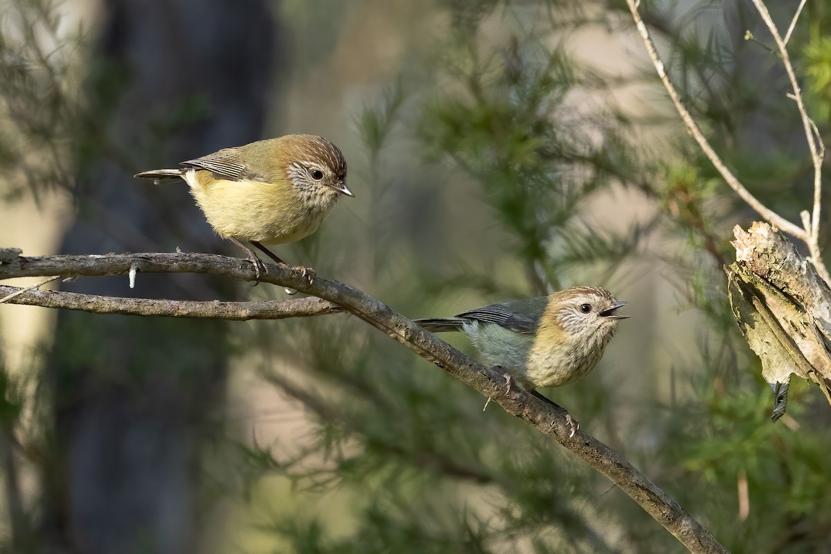 Striated Thornbill - ML619611264