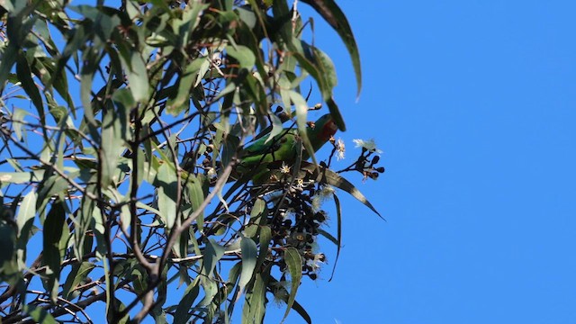 Swift Parrot - ML619611270