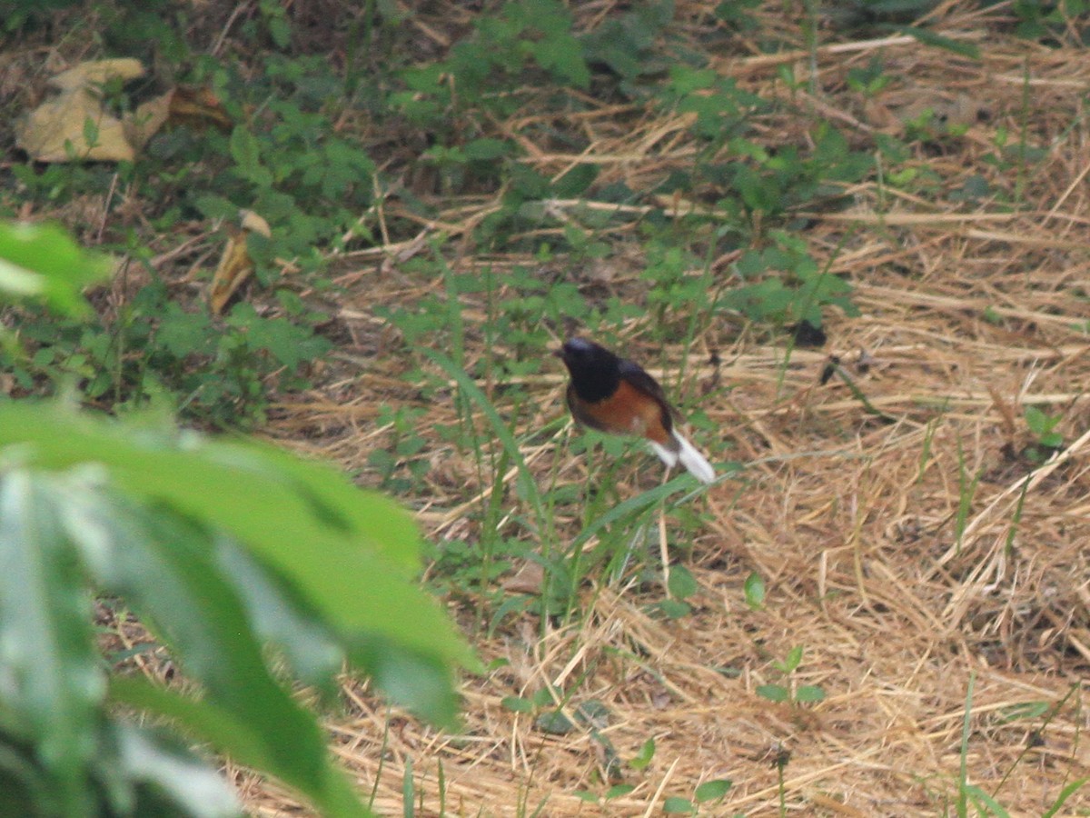 White-rumped Shama - Simon Fang