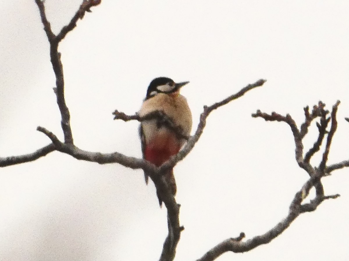 Great Spotted Woodpecker - Михаило Тепавчевић