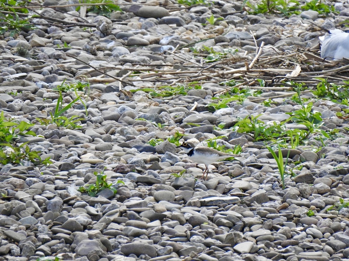 Little Ringed Plover - Stephen Bailey