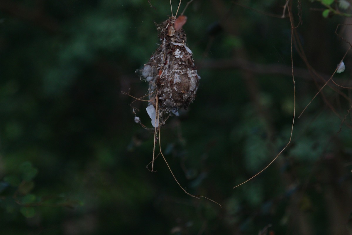 Purple Sunbird - PARTH PARIKH