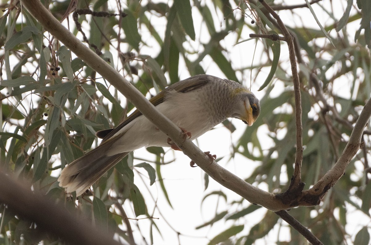 Yellow-throated Miner - Hitomi Ward