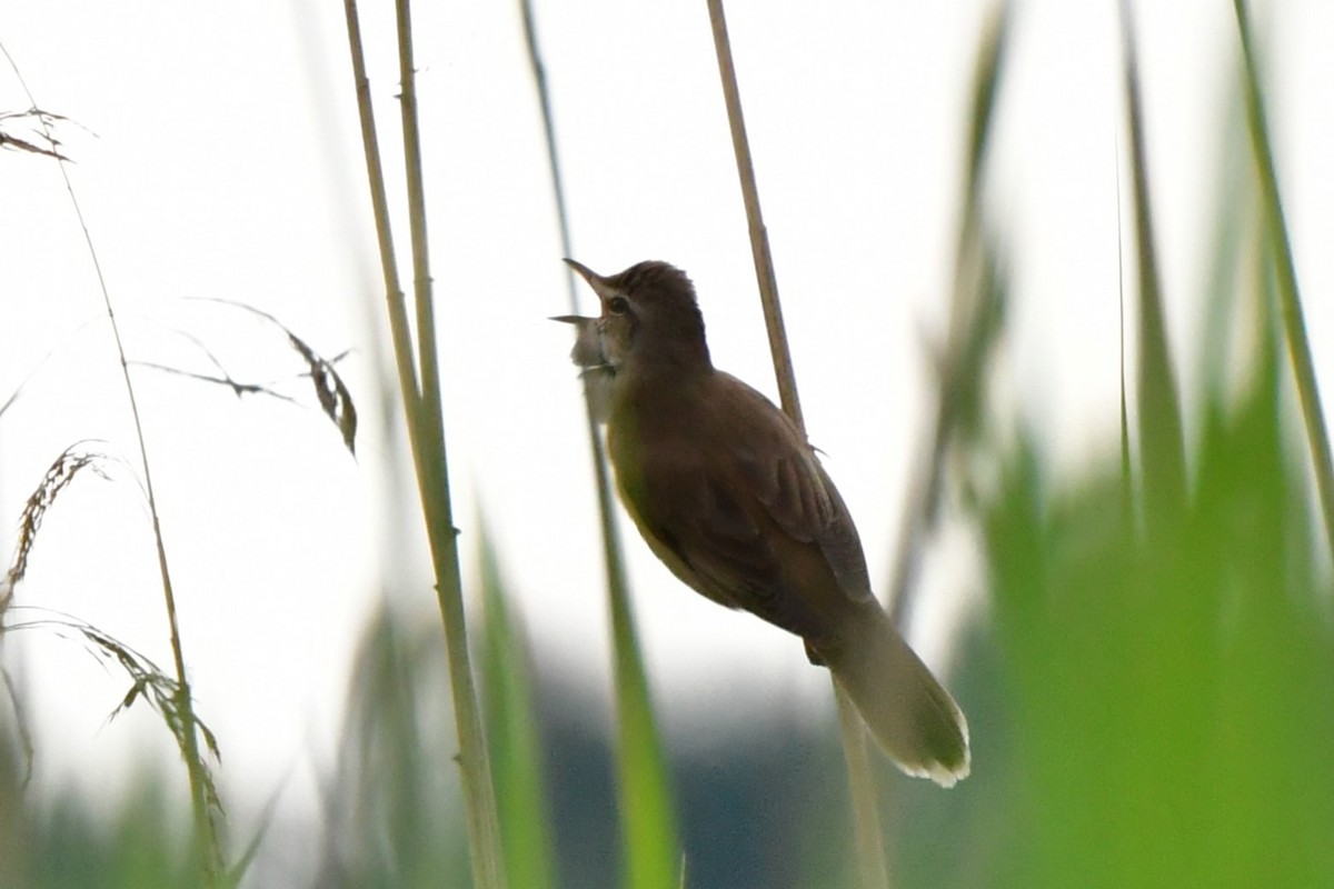 Great Reed Warbler - ML619611291