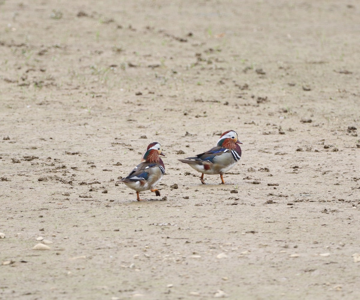 Mandarin Duck - Herman Viviers