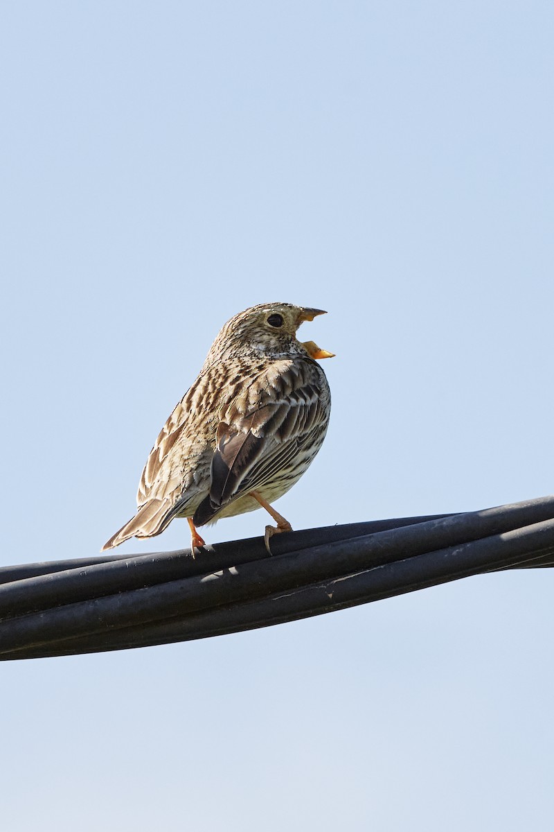 Corn Bunting - Monika Kolodziej