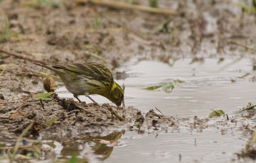 European Serin - Clay Wade II