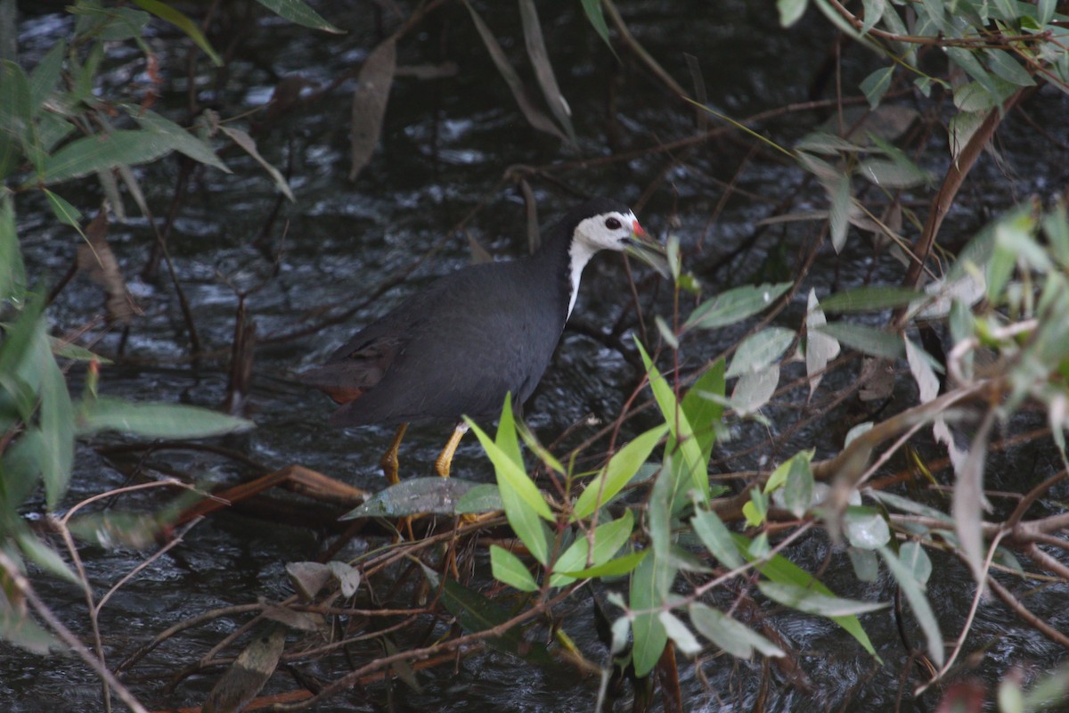 White-breasted Waterhen - PARTH PARIKH