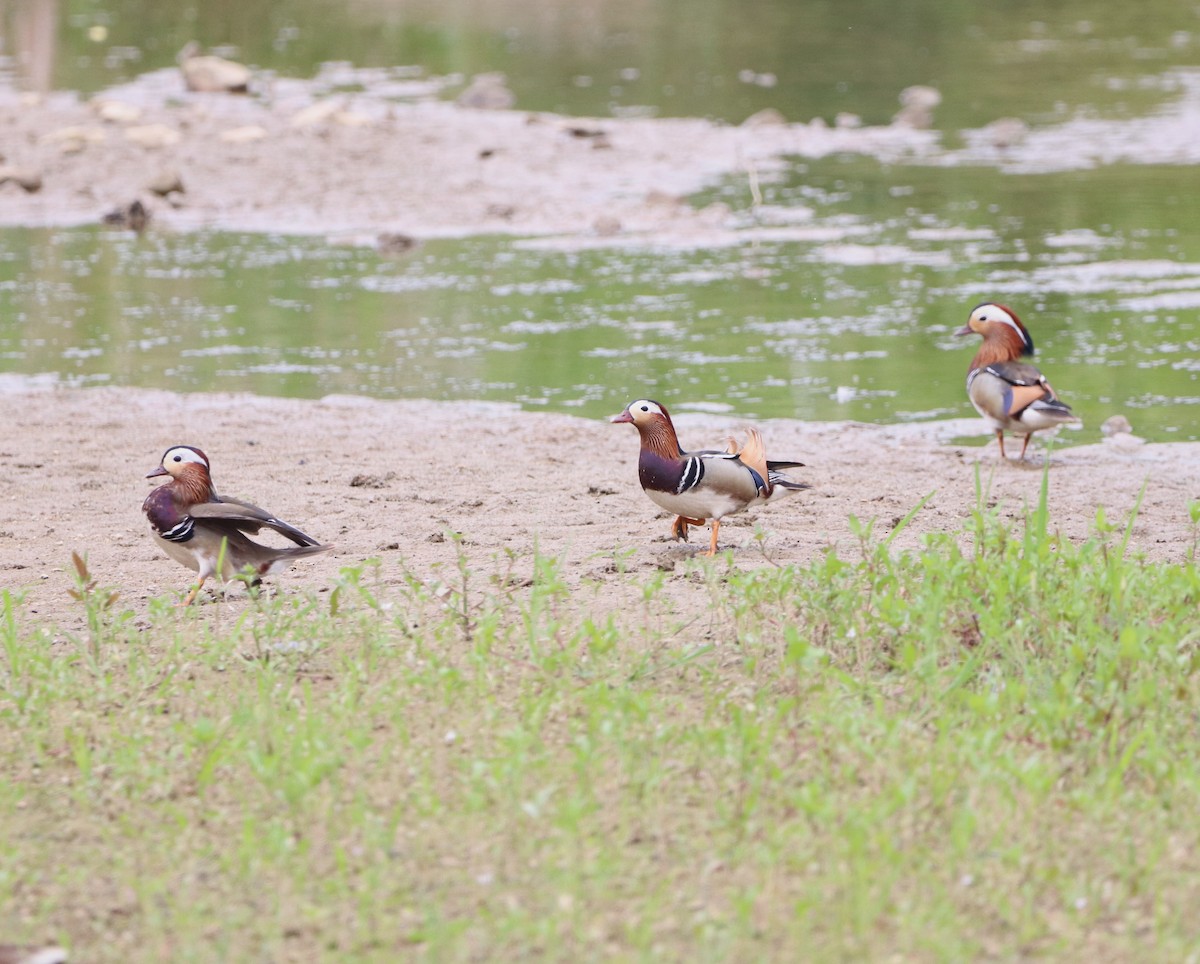 Mandarin Duck - Herman Viviers