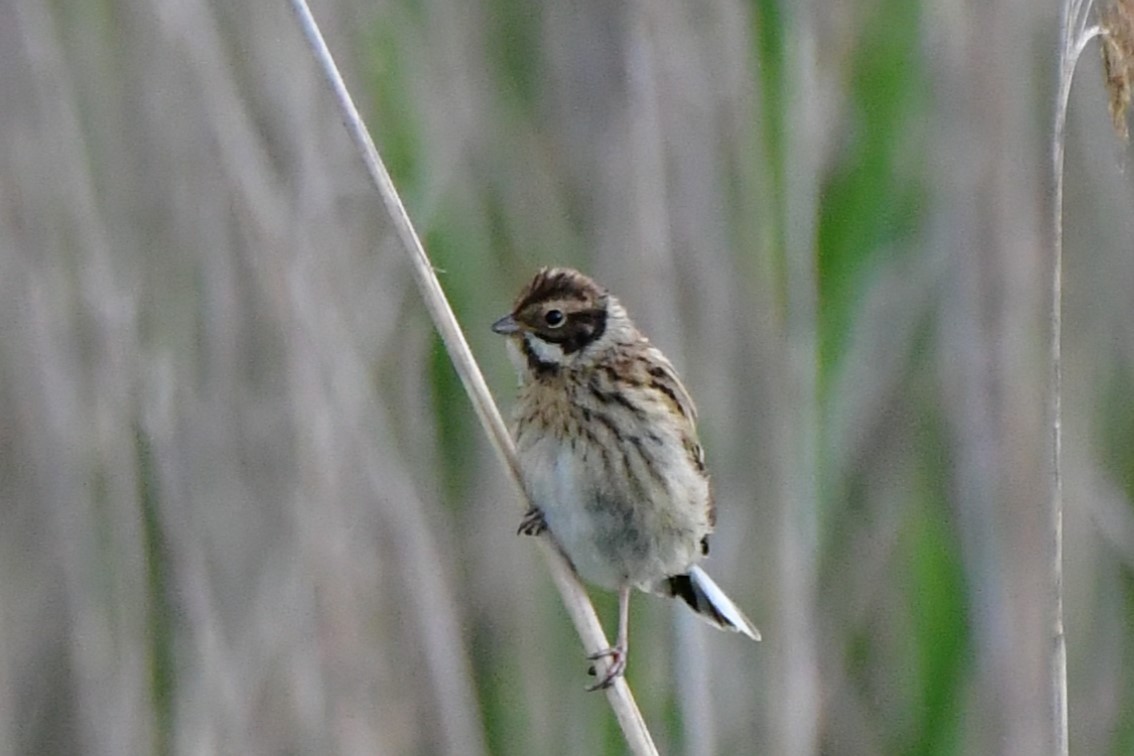 Reed Bunting - Raphaël Neukomm