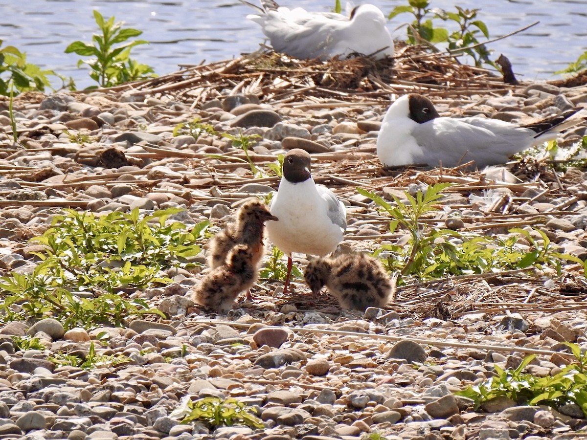 Black-headed Gull - Stephen Bailey