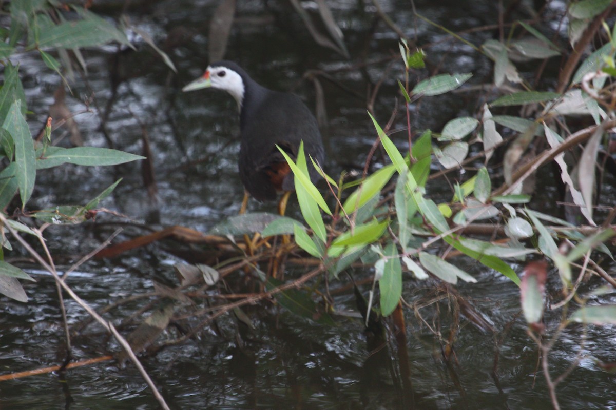 White-breasted Waterhen - PARTH PARIKH