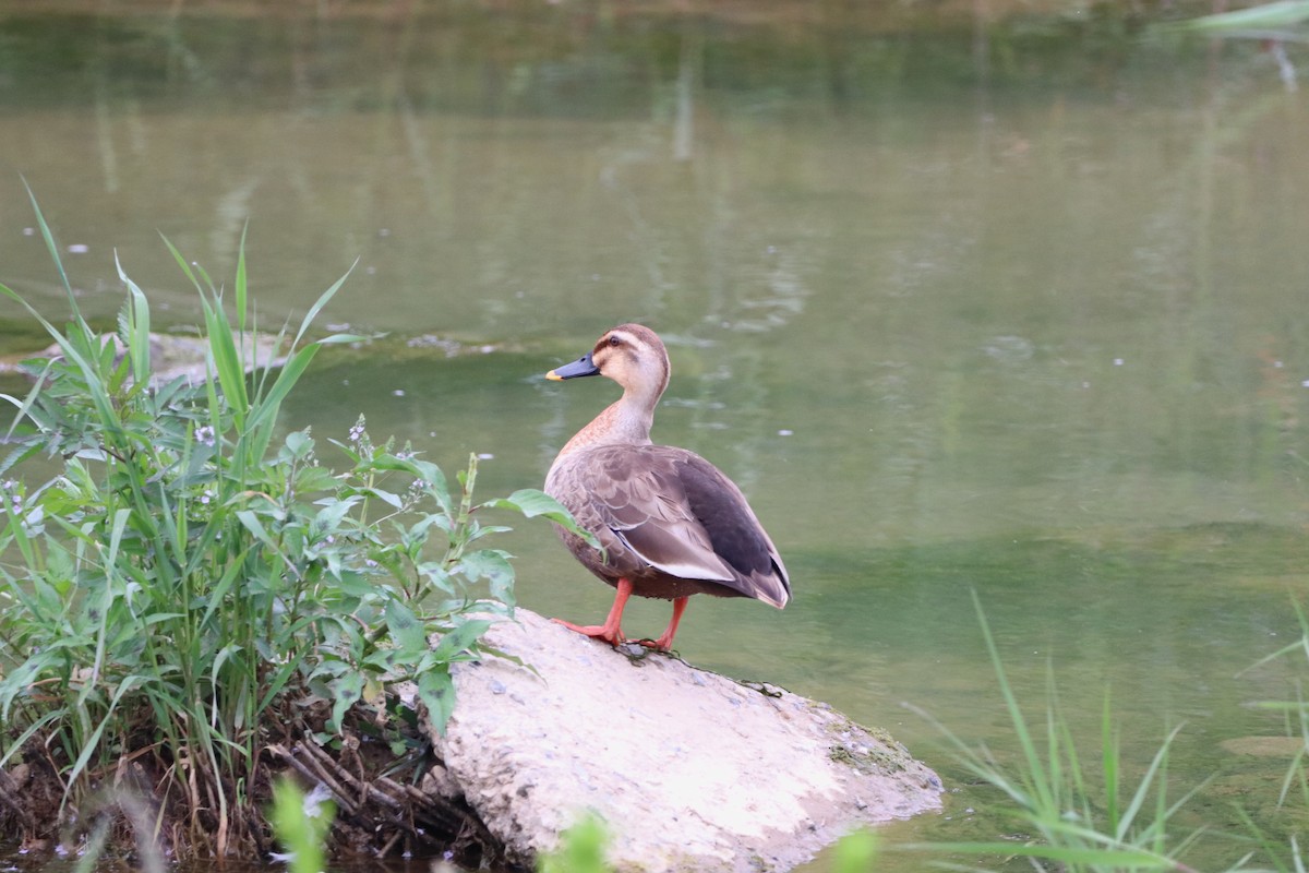 Eastern Spot-billed Duck - Herman Viviers