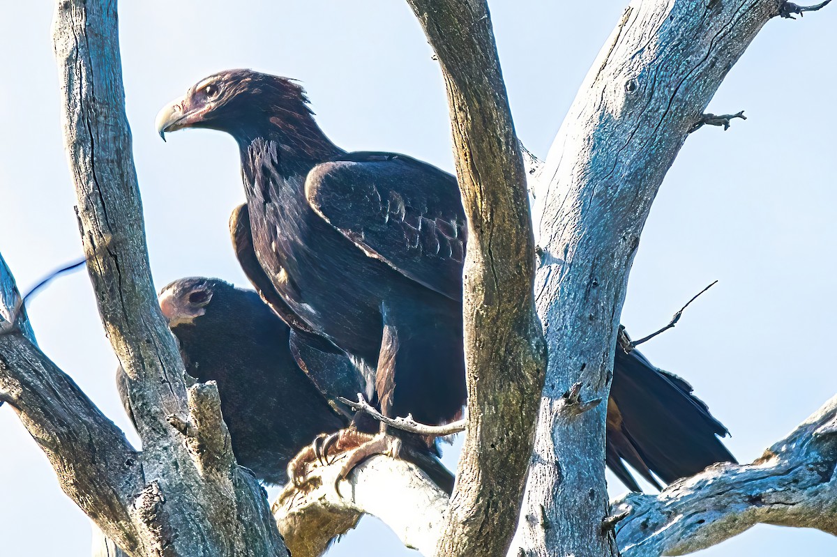 Wedge-tailed Eagle - Alfons  Lawen