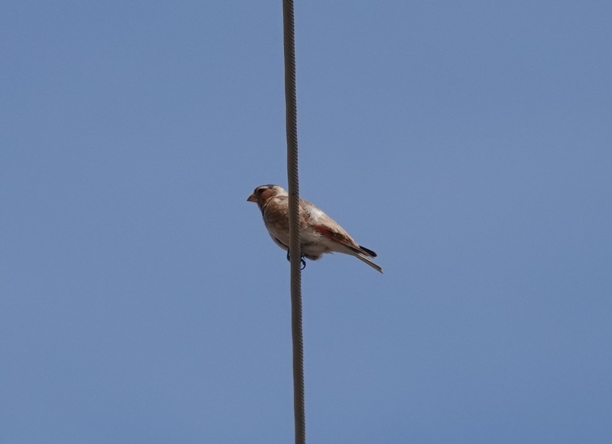 Crimson-winged Finch - Juan Ramírez