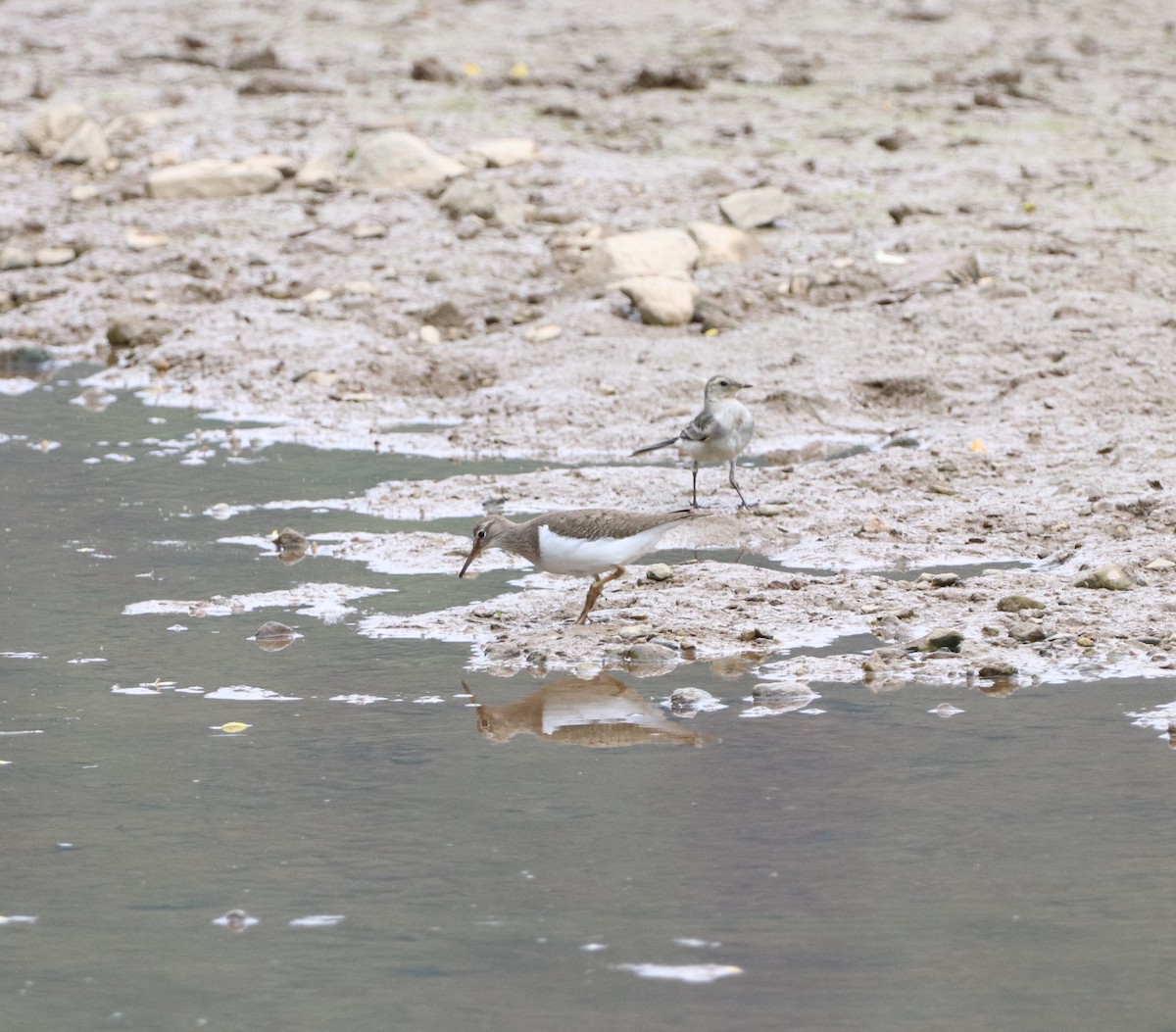 Common Sandpiper - Herman Viviers