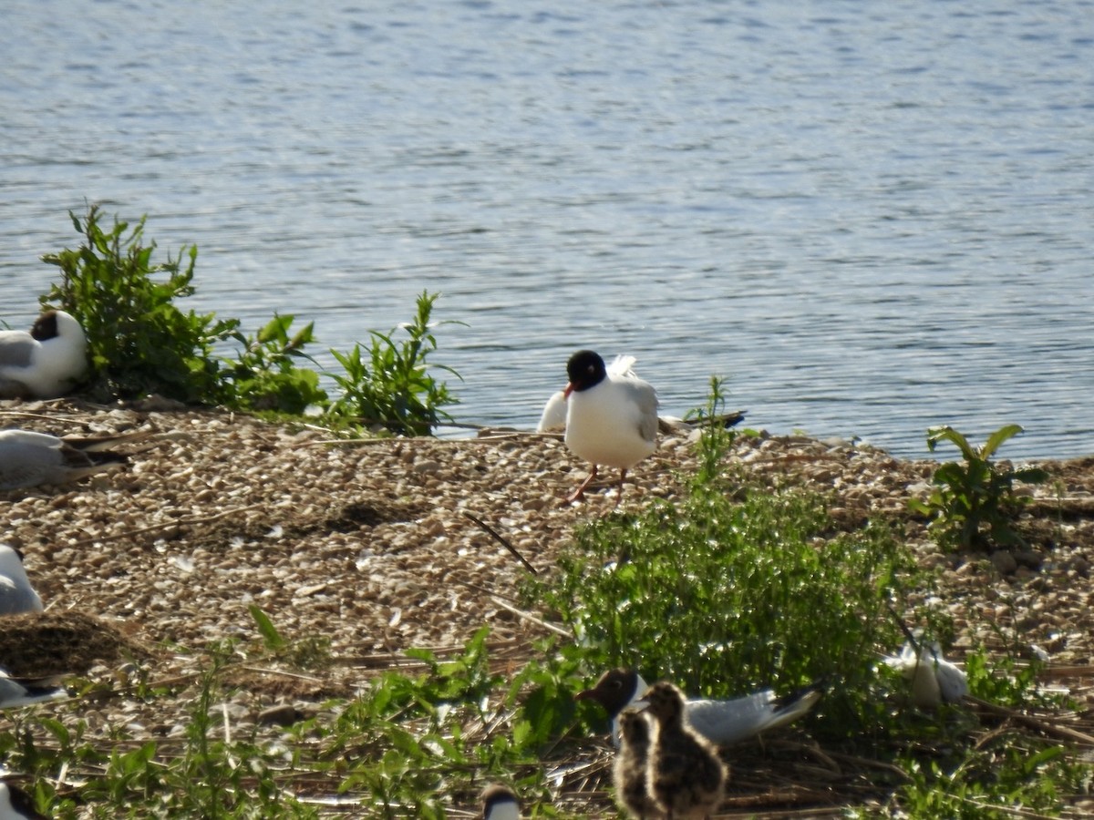 Mouette mélanocéphale - ML619611316