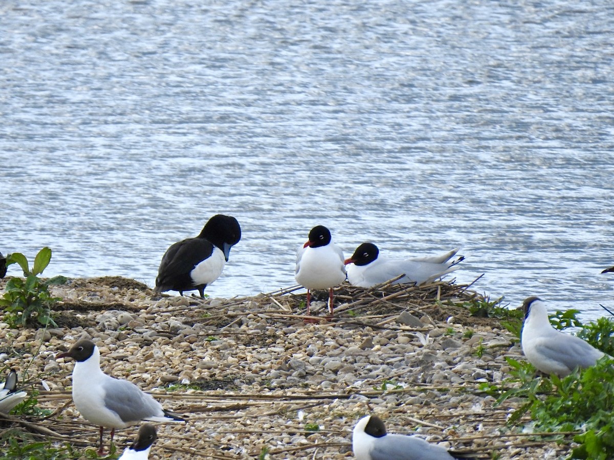 Mouette mélanocéphale - ML619611319