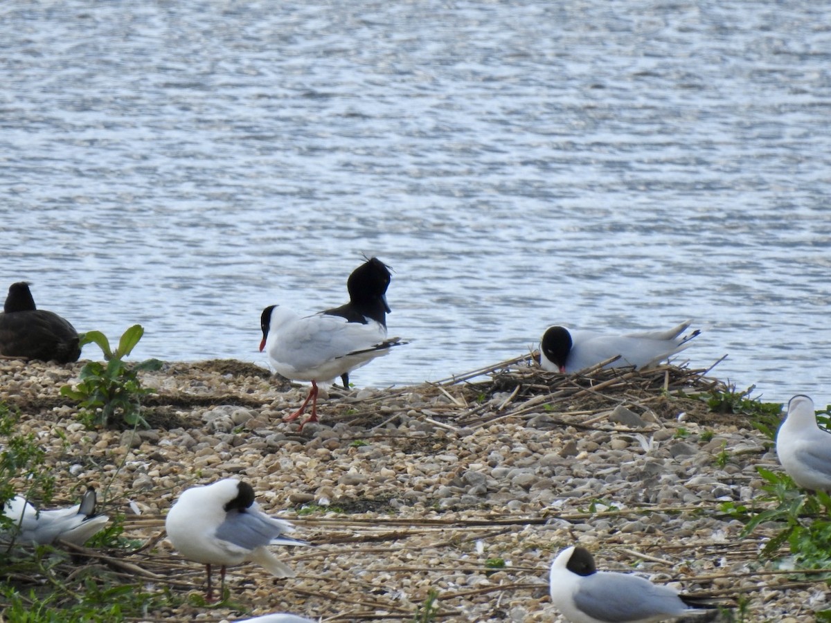 Mouette mélanocéphale - ML619611320