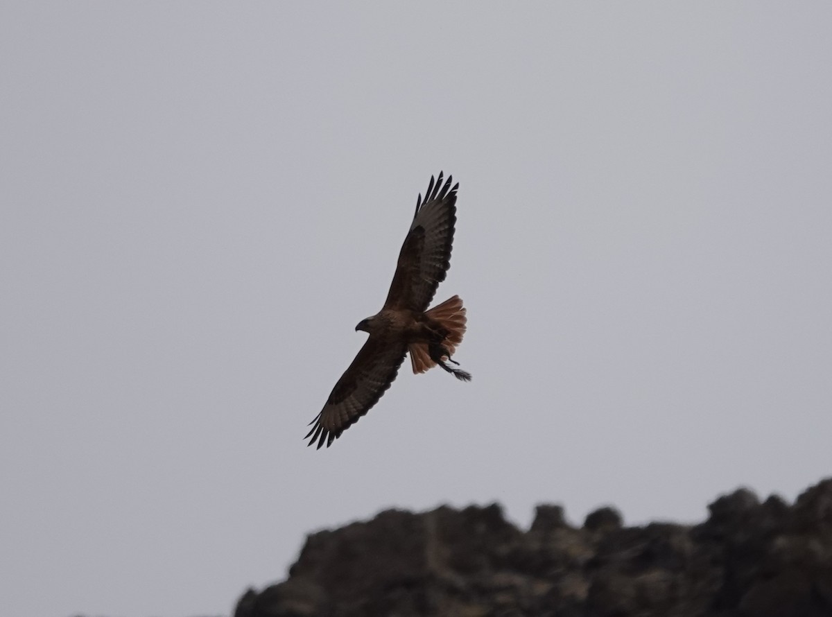 Long-legged Buzzard - Juan Ramírez