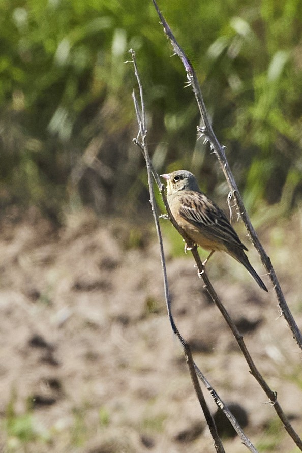 Ortolan Bunting - Monika Kolodziej