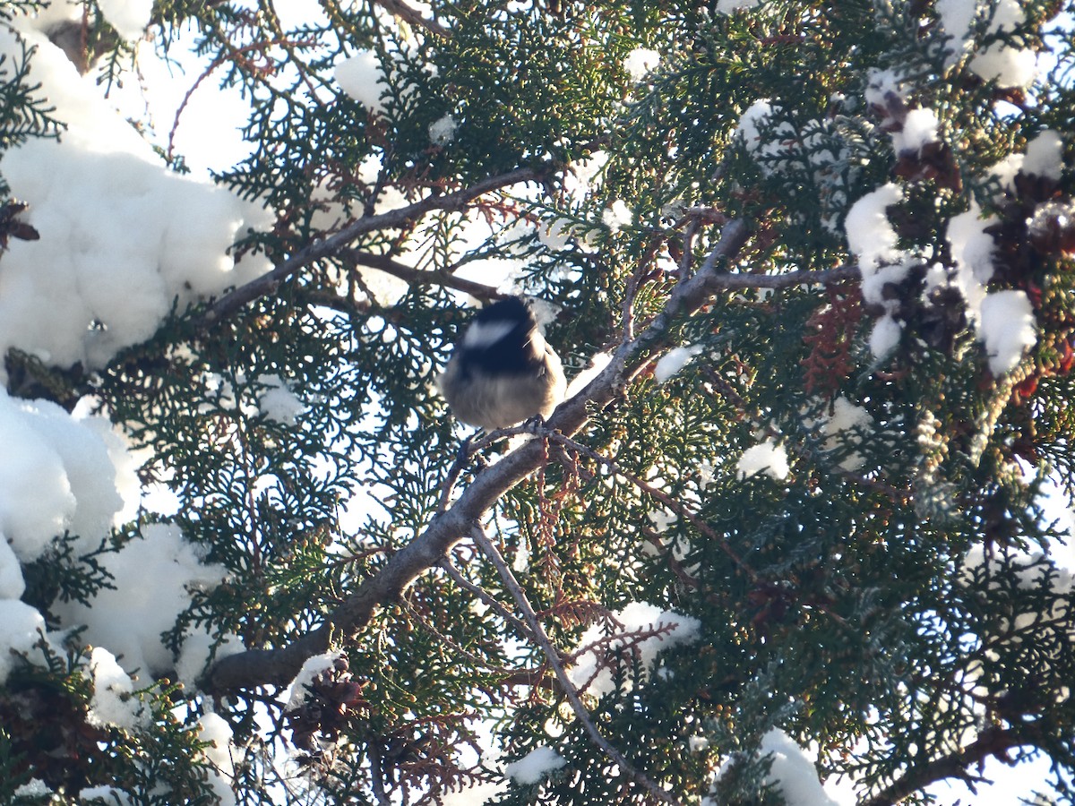 Coal Tit - Михаило Тепавчевић