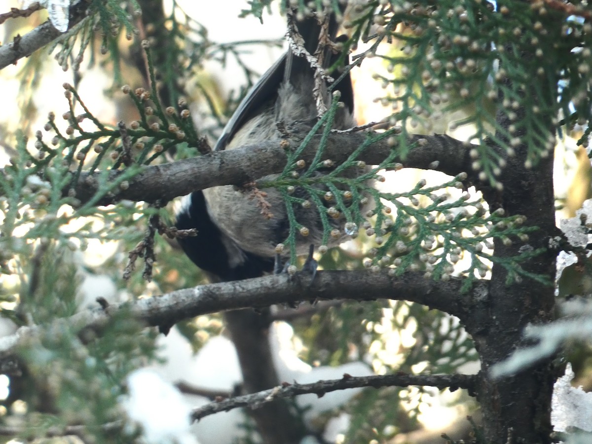 Coal Tit - Михаило Тепавчевић