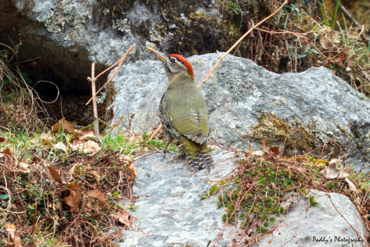 Scaly-bellied Woodpecker - Padmanav Kundu