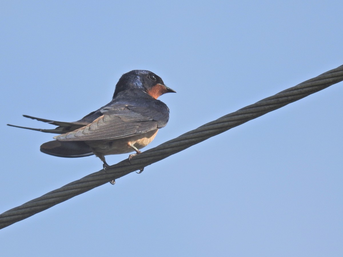 Barn Swallow - Lauren Crocker