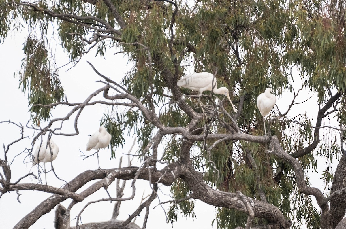 Yellow-billed Spoonbill - Hitomi Ward