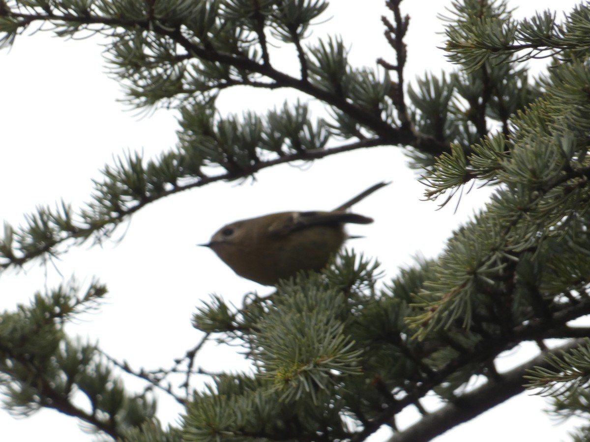 Goldcrest - ML619611352