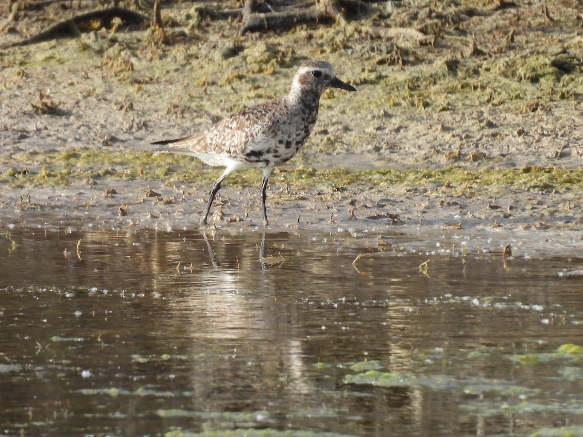 Black-bellied Plover - George Watola