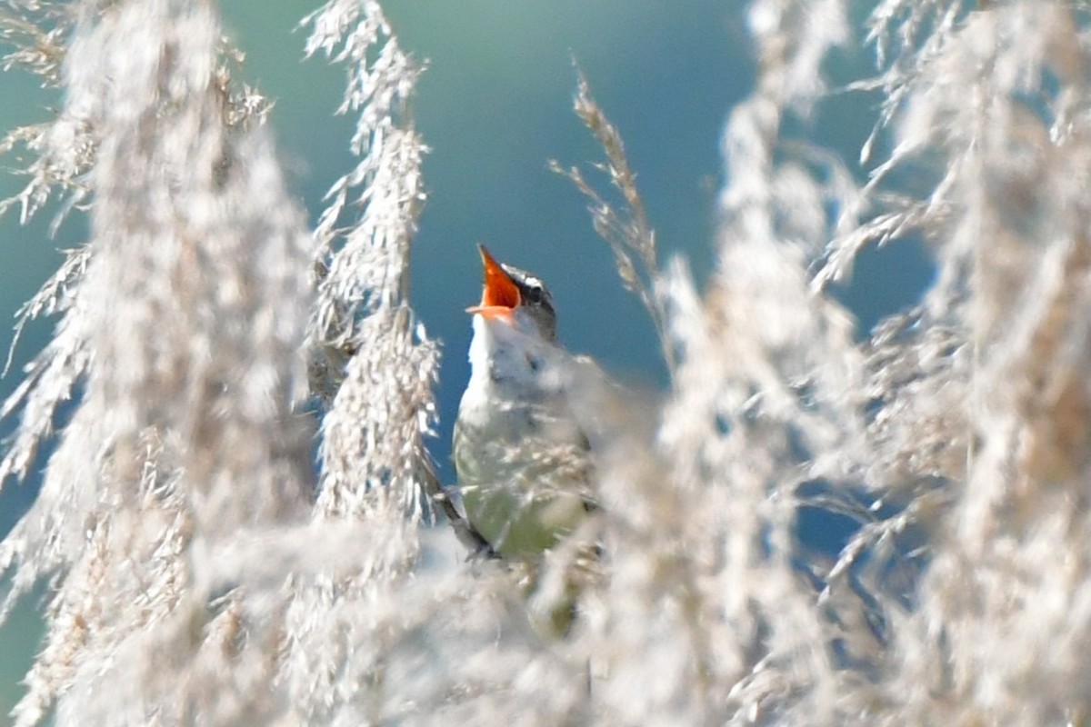 Great Reed Warbler - ML619611355