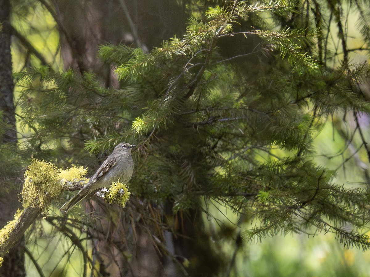 Townsend's Solitaire - varun tipnis