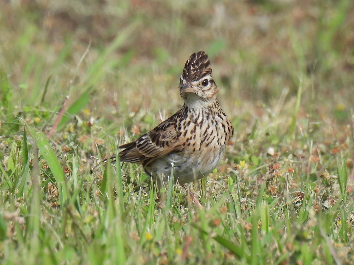 Eurasian Skylark - Anonymous