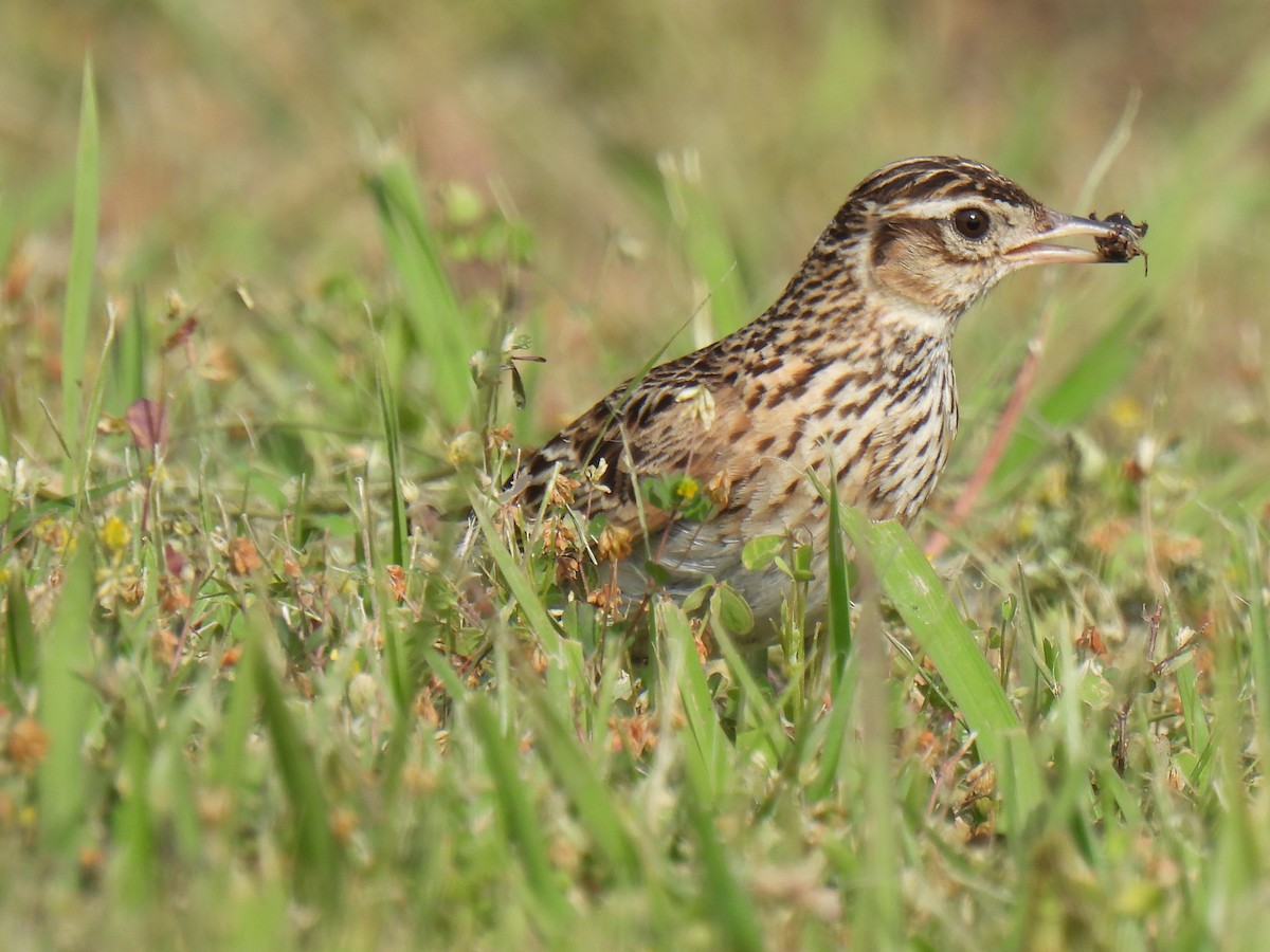 Eurasian Skylark - Anonymous