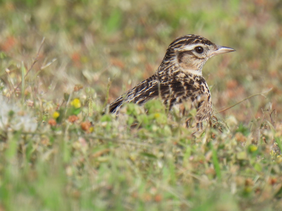 Eurasian Skylark - Anonymous