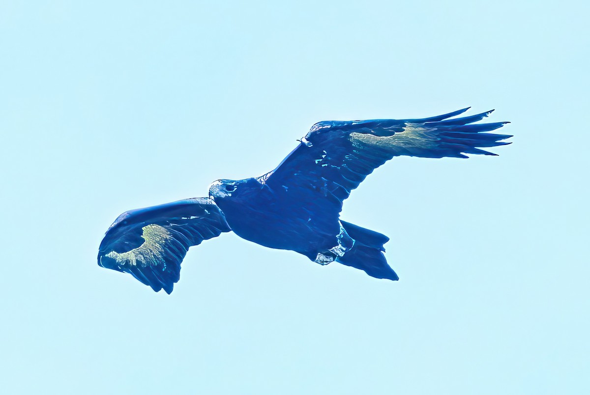 Wedge-tailed Eagle - Alfons  Lawen