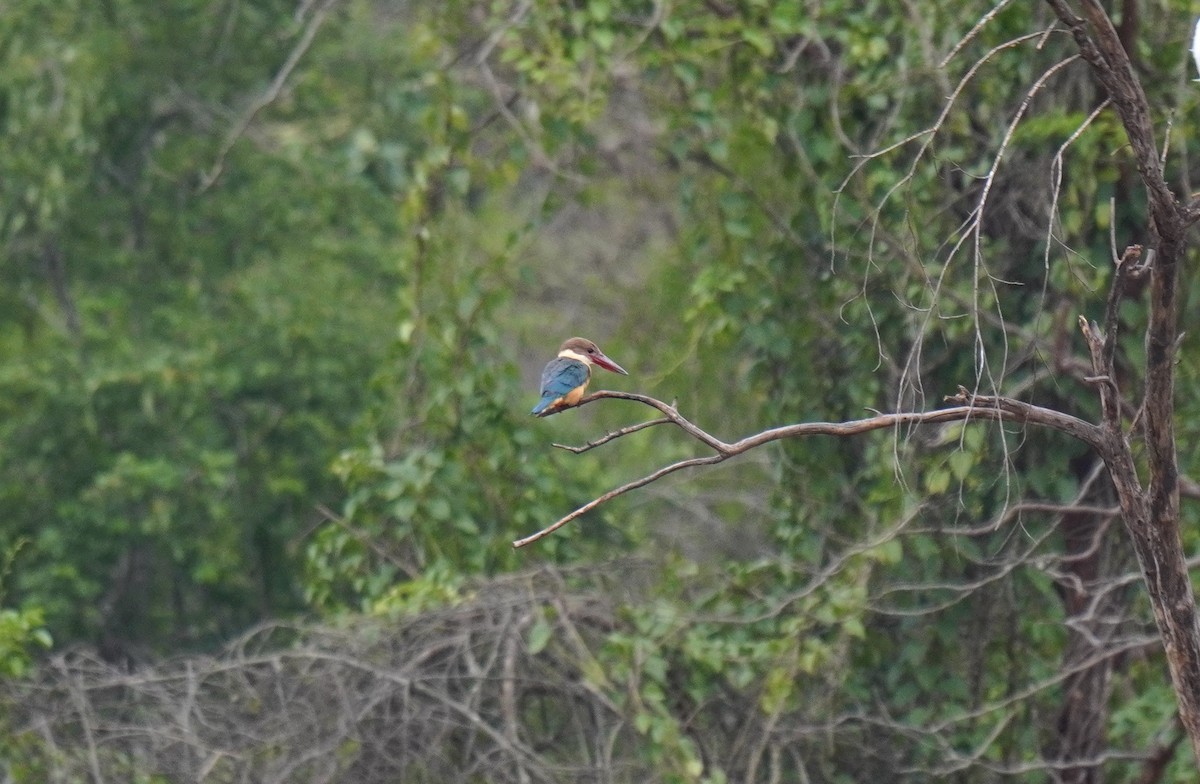 Stork-billed Kingfisher - Nathanael Poffley