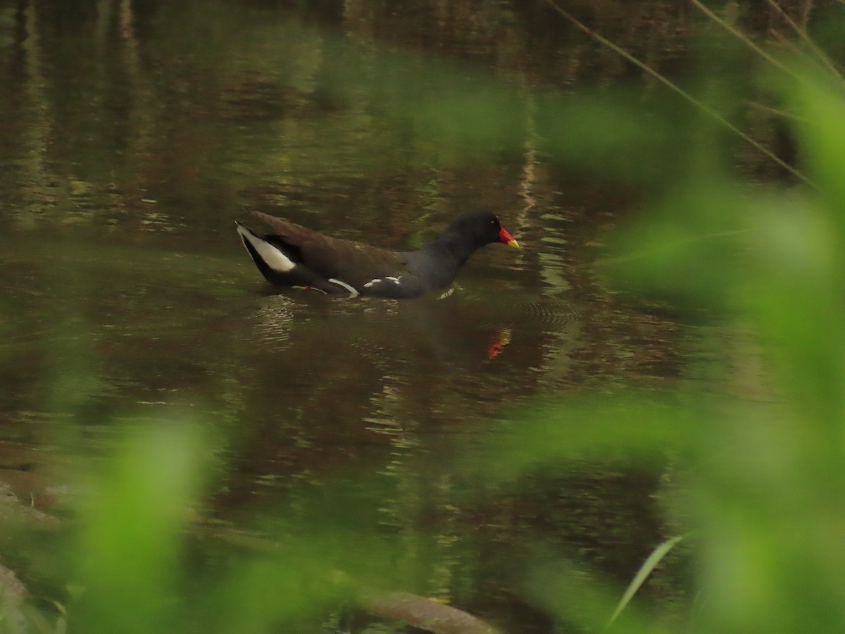 Eurasian Moorhen - Robert gilbert